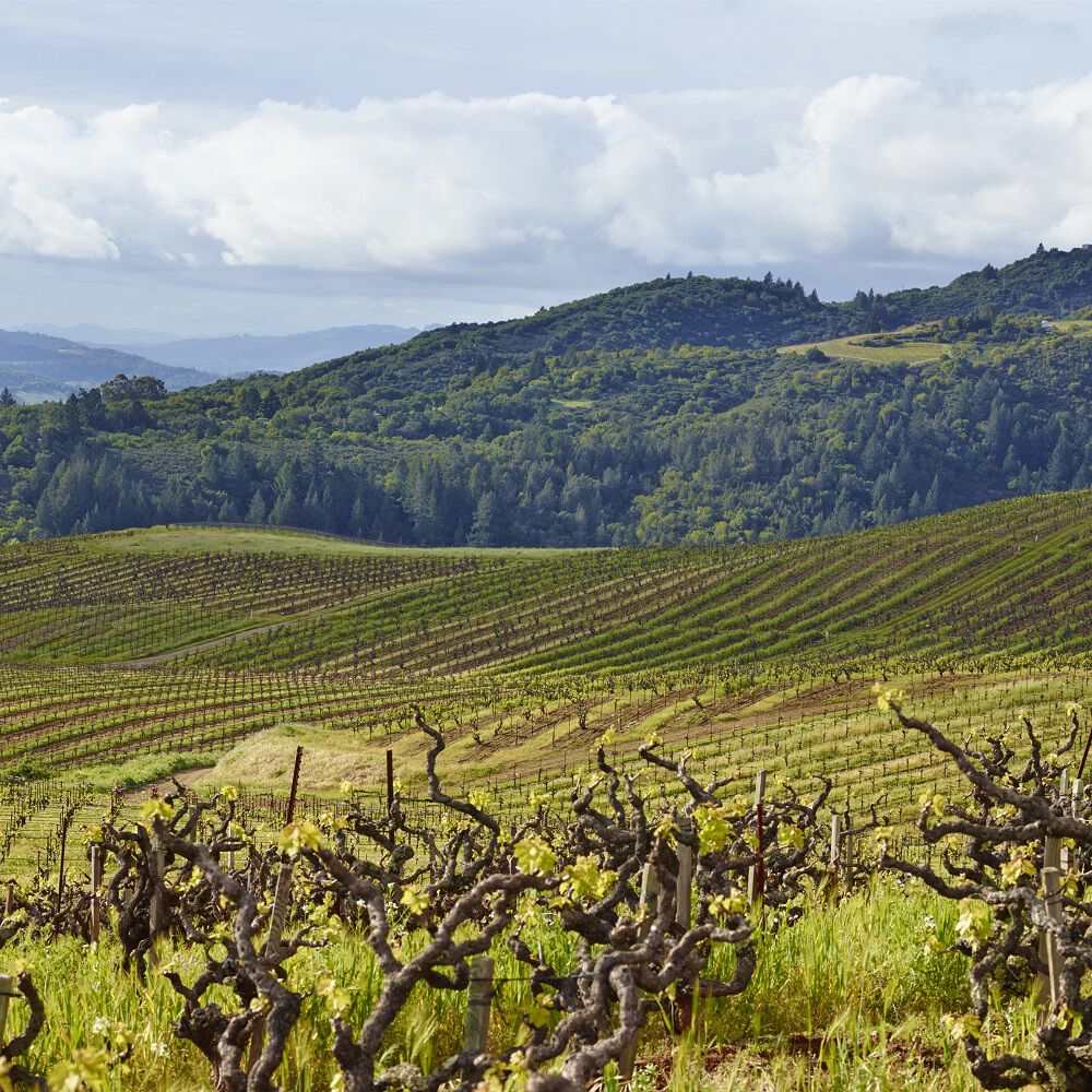 Ravenswood Monte Rosso Vineyard