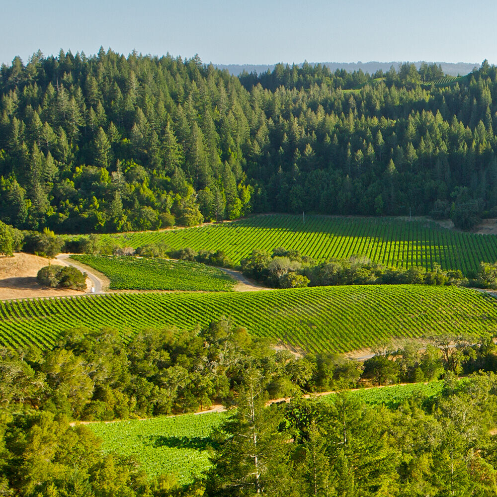 Ravenswood MacMurray Vineyard