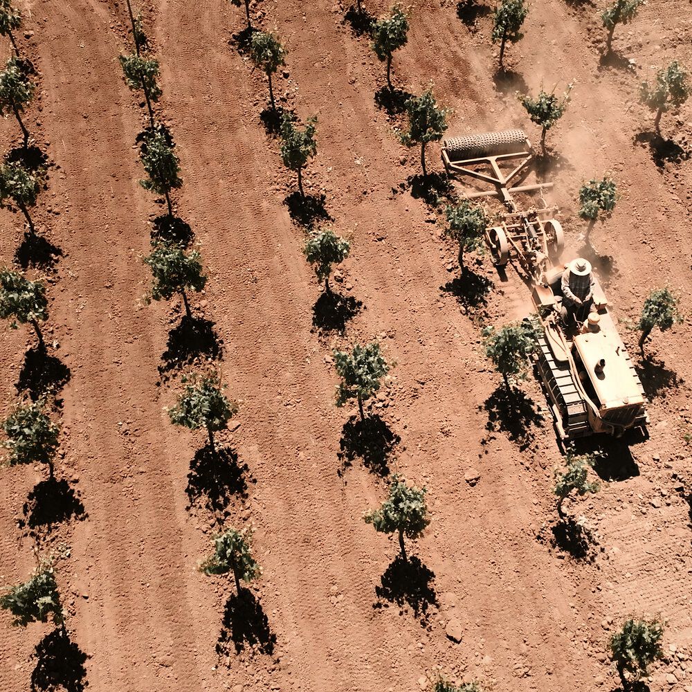 Ravenswood Teldeschi Vineyard