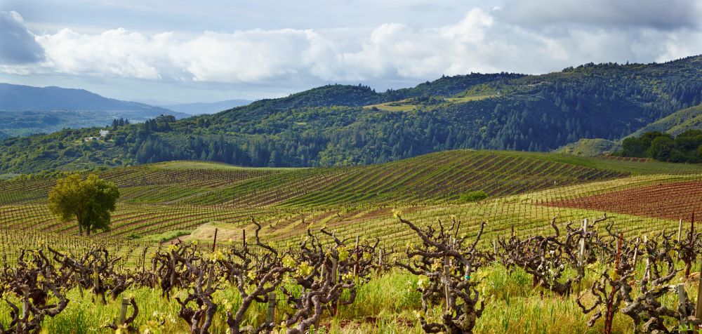 Monte Rosso Vineyard