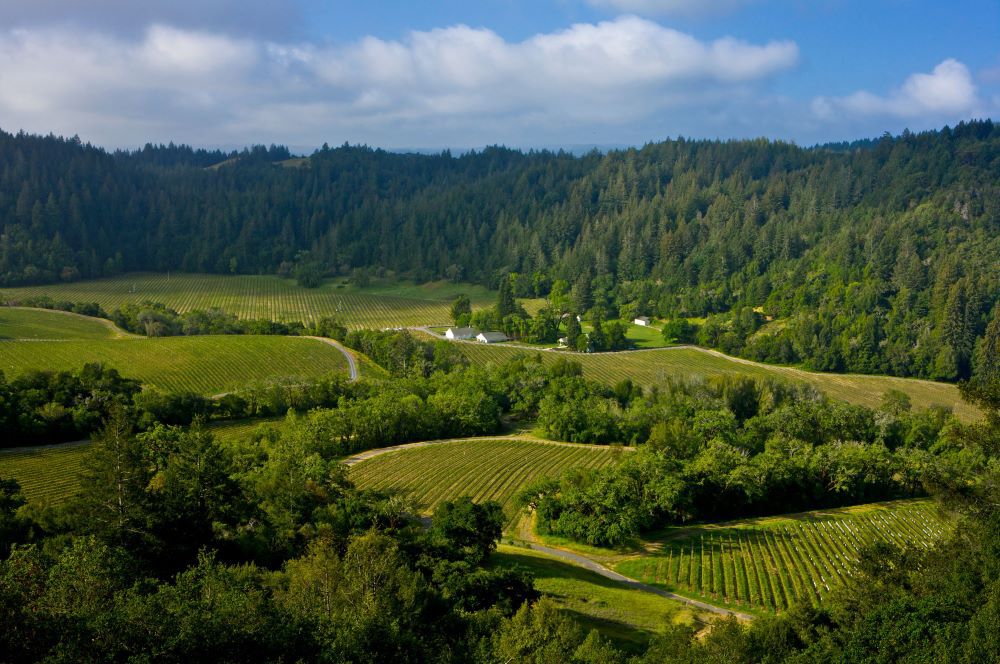 Tedeschi Vineyard